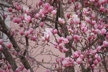 arka plan bahar Manolya