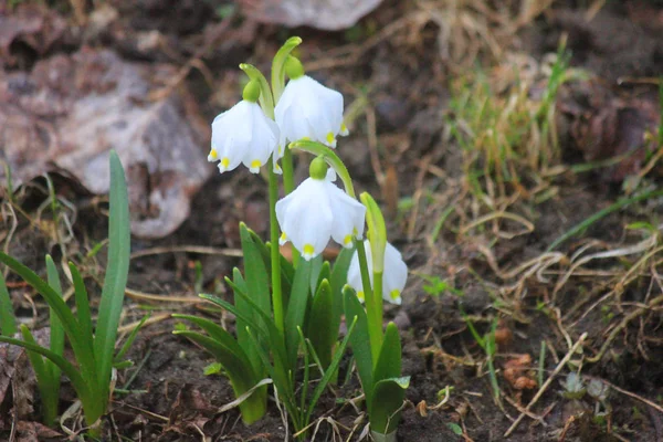 Fiori di bucaneve in montagna in primavera — Foto Stock