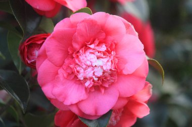 kamelya çiçeği bahar