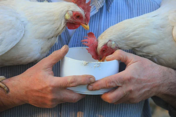 Gallinas comiendo de las manos — Foto de Stock