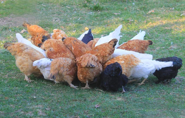 Găini care mănâncă pe pajişte — Fotografie, imagine de stoc