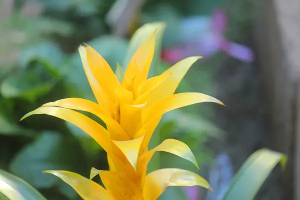 Guzmania flor amarelo — Fotografia de Stock