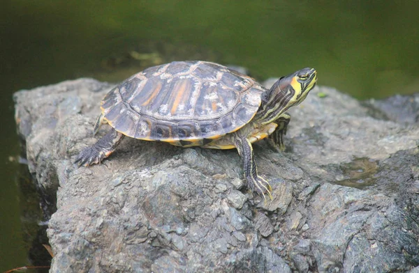 Schildpad in het meer op de steen — Stockfoto