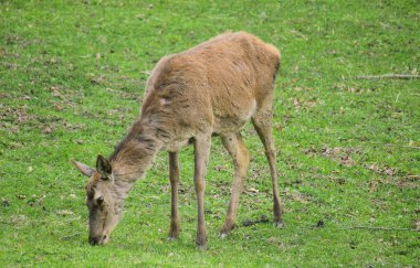 çayır çim yeme geyik