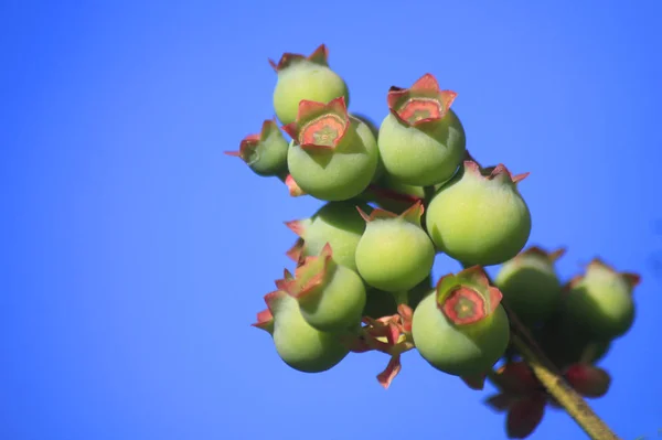 蓝莓植物不成熟 — 图库照片