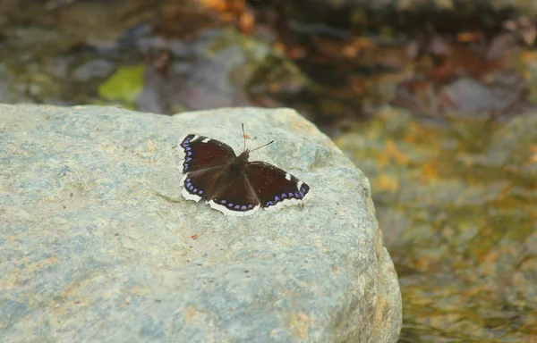 Бабочка на камне — стоковое фото