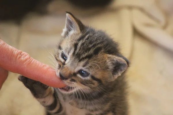 Kedi yavrusu bir parmak ısırma — Stok fotoğraf