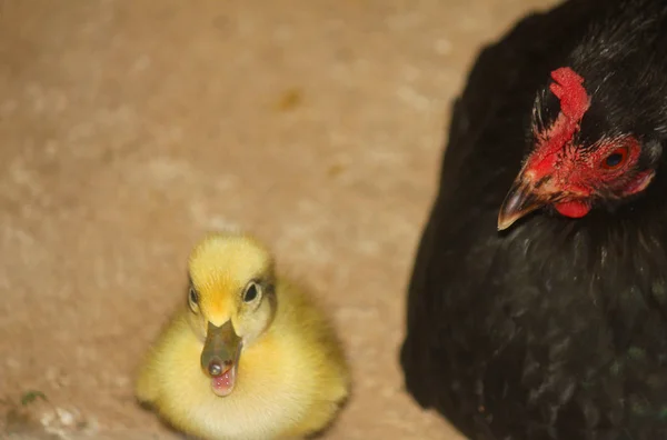 Löpare anka chick och hönan i gården — Stockfoto