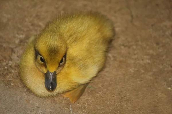 Coureur canard poussin dans la ferme — Photo