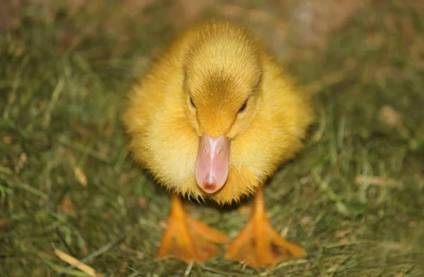 Corredor pato chick en la hierba — Foto de Stock
