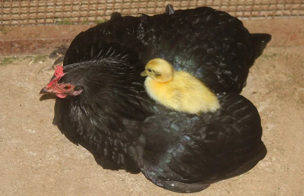 Pata de pato corredor na galinha — Fotografia de Stock