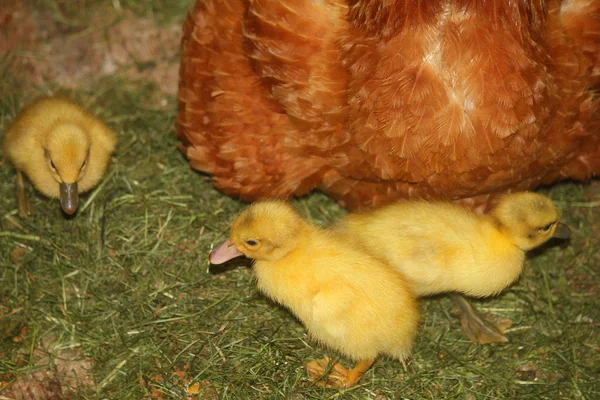 Canards coureurs poussins près de la poule — Photo