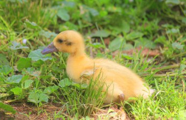 çimküçük koşucu ördek