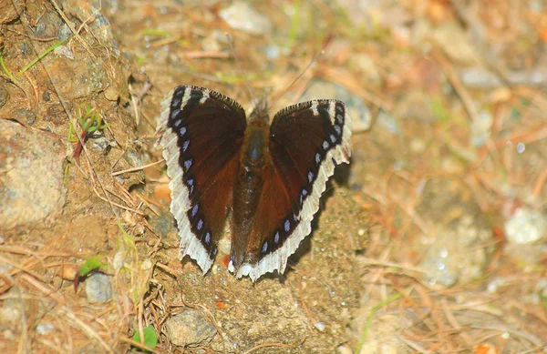 Vlinder in het bos — Stockfoto