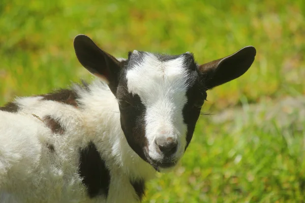 Zavření malé kozy — Stock fotografie