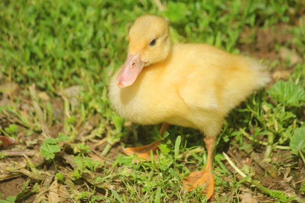 Coureur canard poussin dans l 'herbe — Photo