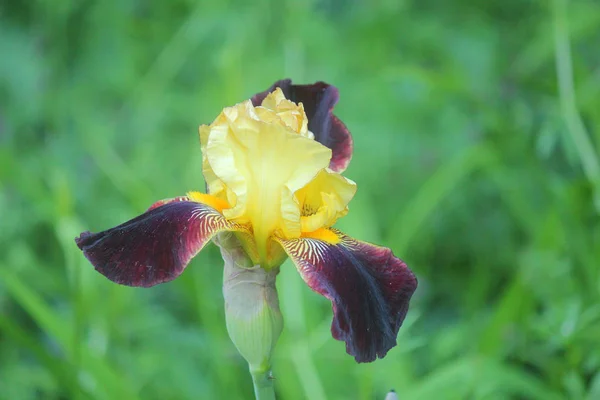 Iris fiore viola e giallo — Foto Stock