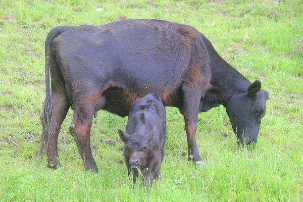 Calf with cow in the meadow — Stock Photo, Image