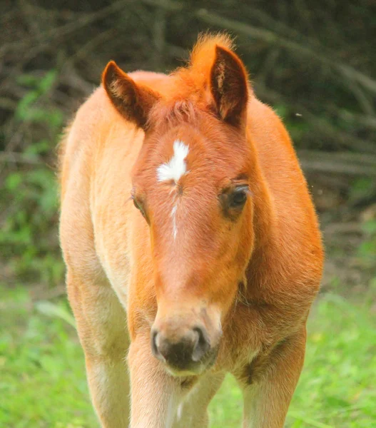 Puledro bruno — Foto Stock