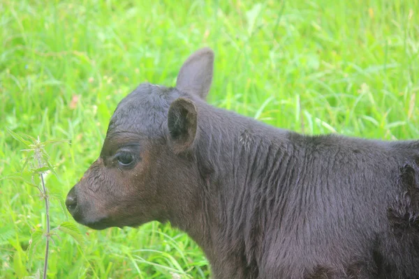 Small calf in the farm — Stock Photo, Image