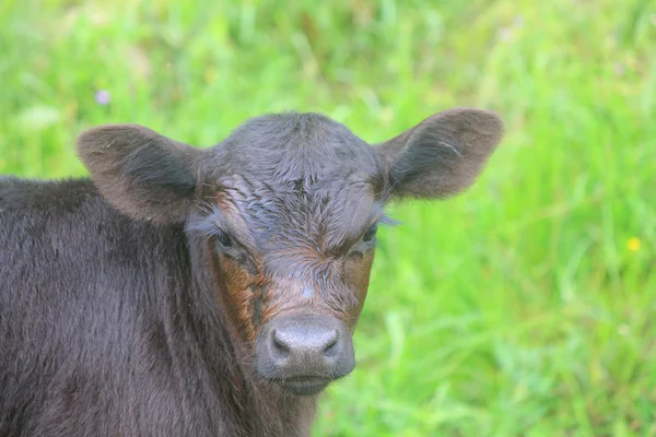 Small calf in the meadow — Stock Photo, Image