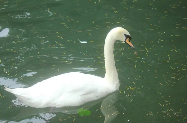 Cisne en el lago en verano —  Fotos de Stock