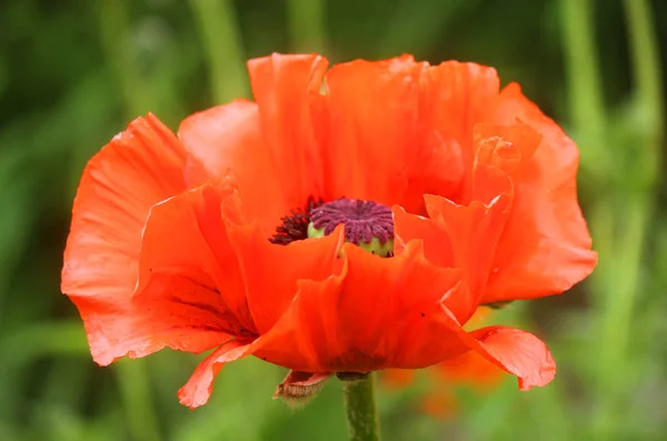 Çayır kırmızı haşhaş Papaver çiçek Stok Resim