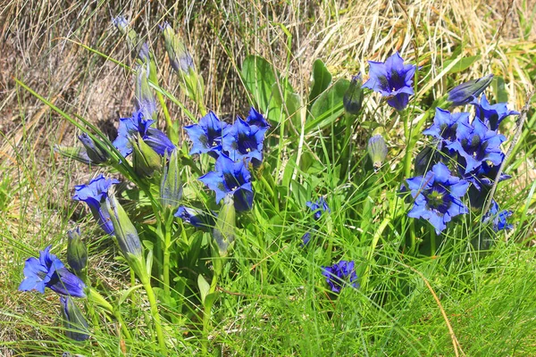 Prato con fiori di genziana in montagna — Foto Stock