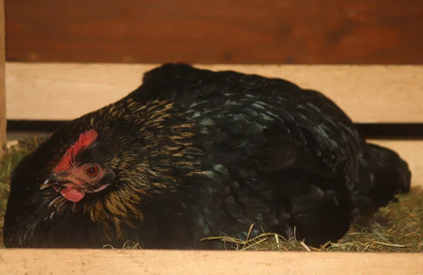 Gallina sentada sobre huevos — Foto de Stock