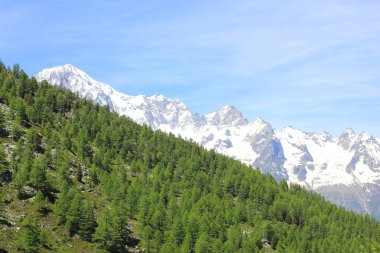 Mont Blanc zinciri ve orman ile panorama