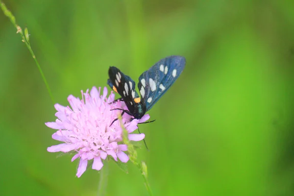 Vlinder op een roze bloem — Stockfoto
