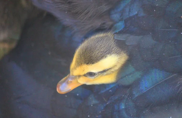 Yavru tüylerin altında ördek civciv — Stok fotoğraf