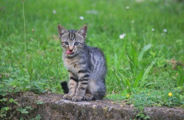 çayırda taş üzerinde kedi yavrusu