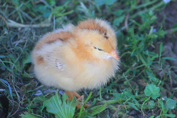 農場の草原の小さなひよこ — ストック写真