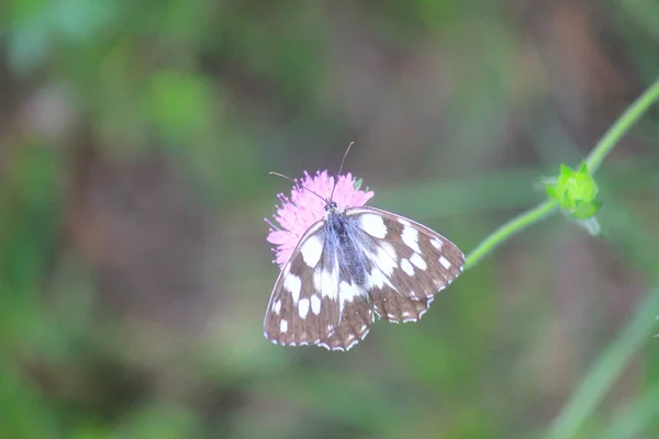 Schmetterling weiß und braun auf der Blume — Stockfoto