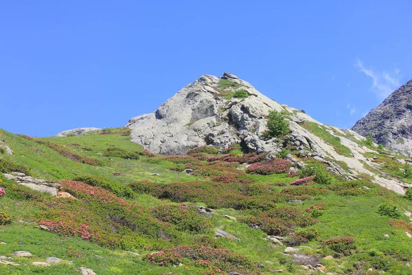 Panorama of mountain with rocks and meadow with rhododentrons — Stock Photo, Image