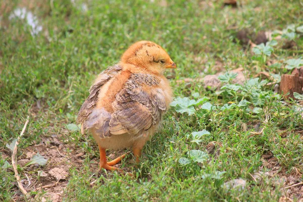 Klein kuiken in het gras in de boerderij — Stockfoto