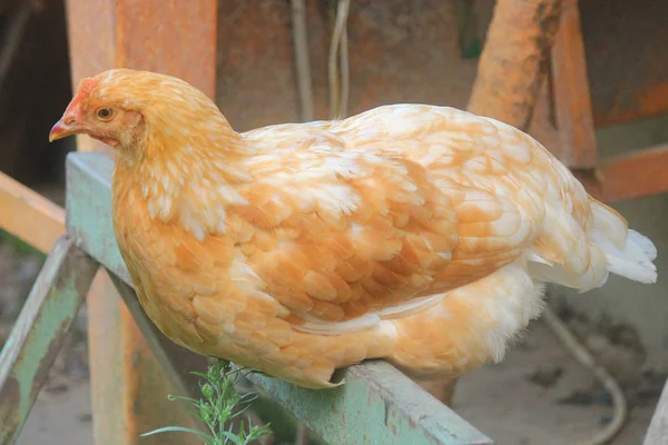 Коричневая курица на ферме — стоковое фото