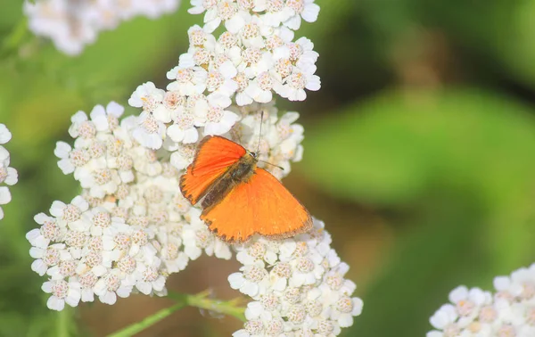 Schmetterling auf weißen Blumen in den Bergen — Stockfoto