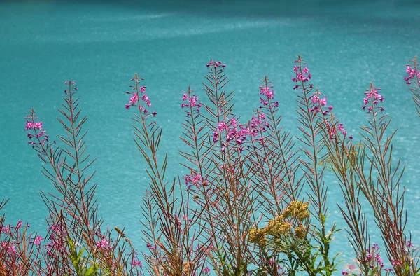 Flores frente a un lago alpino en la montaña Imágenes De Stock Sin Royalties Gratis