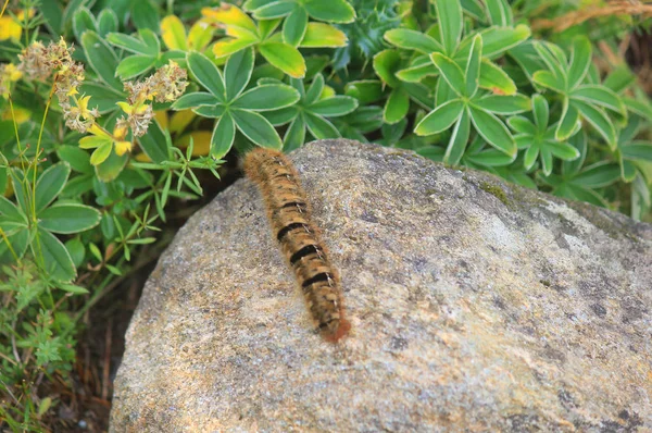 Grande lagarta na pedra — Fotografia de Stock