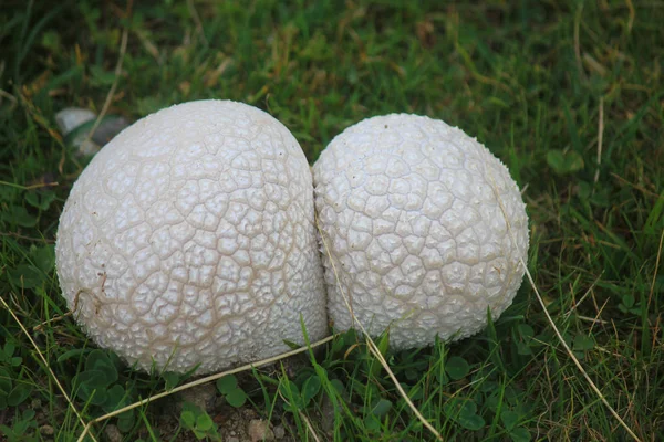 Setas blancas comestibles en el bosque — Foto de Stock