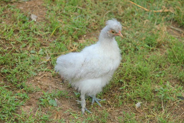 Молодая курица на лугу фермы — стоковое фото