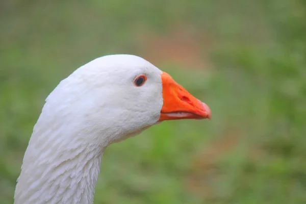 Details of a goose in the meadow of the farm — Stock Photo, Image