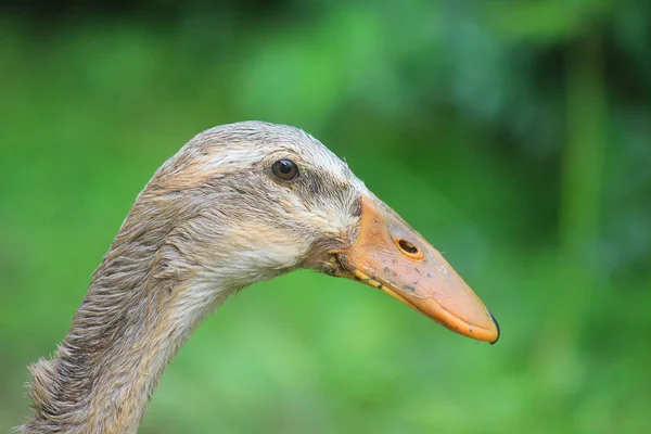 Közelről egy futó kacsa fejét — Stock Fotó