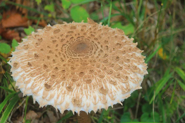 Eetbare paddenstoel in het gras van het bos — Stockfoto