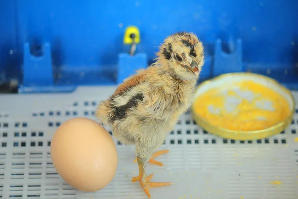 Polluelo y huevo en la incubadora — Foto de Stock