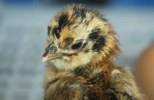 Primer plano de un polluelo recién nacido — Foto de Stock