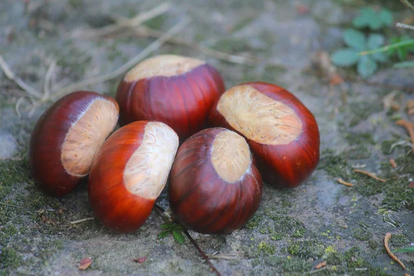 Closeup of chestnuts on the stone — ストック写真
