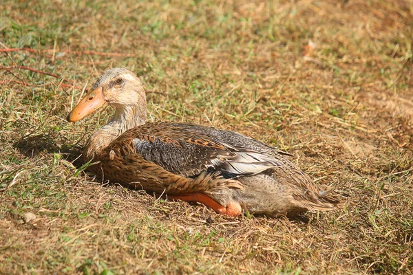 Pato corredor sentado no prado da fazenda — Fotografia de Stock